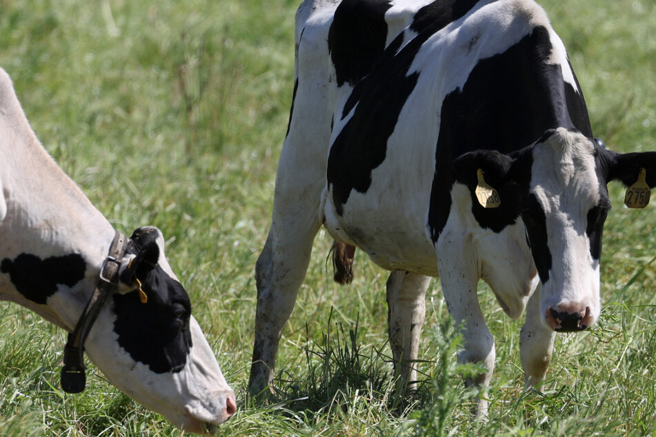 US officials on Thursday reported the country's third human case of bird flu linked to the current outbreak of the virus in dairy cattle.