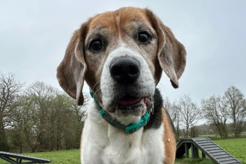 Beagle Jake ist vom Pech verfolgt.