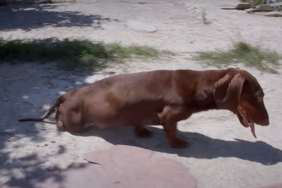 Max the Dachshund was thrown out on the street by his owners when he needed them the most.