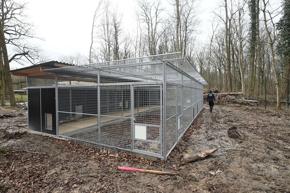 In Luchs-Auswilderungsgehegen sollen die Tiere auf ihre baldige Entlassung in die Wildnis vorbereitet werden.