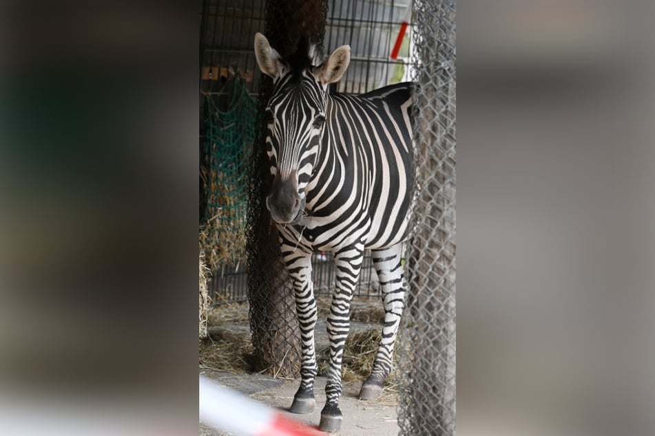 Die Zebras verbringen die Nacht im Stall.