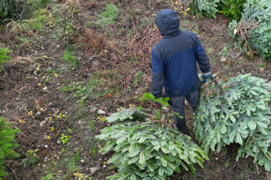 Hamburg: Weihnachtsbäume in Hamburg: Selbst schlagen, liefern lassen oder sogar geschenkt