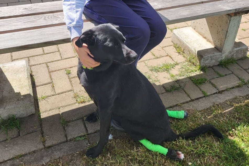 Hündin Tala ist querschnittsgelähmt.