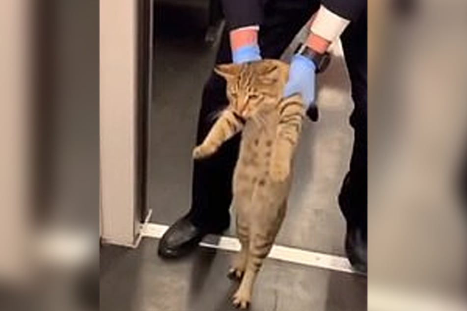 The conductor escorted the cat right out of the train.