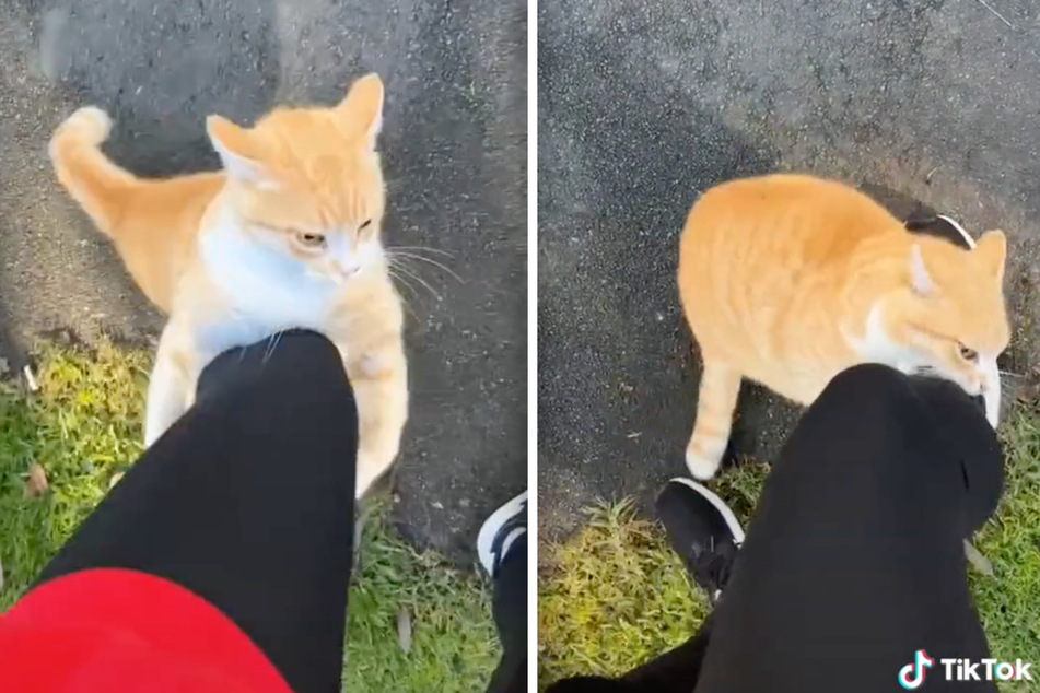 This cat didn't just give the runner a nip. It tried to climb up her leg!