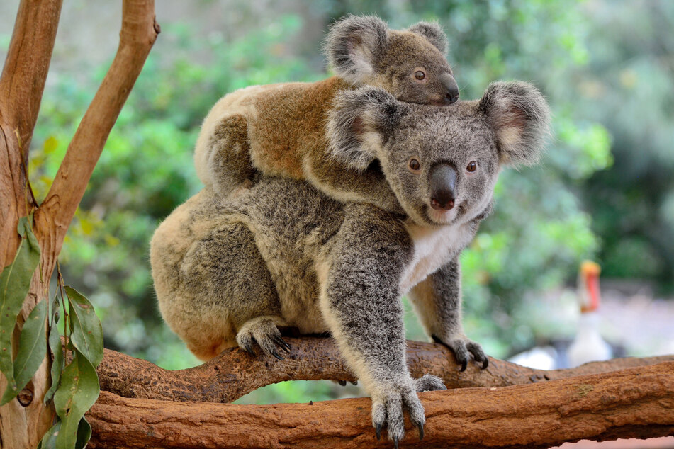 Schon bei der Geburt werden die Koala-Babys durch ihre Mutter mit Chlamydien infiziert. (Symbolbild)