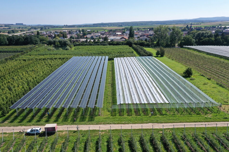 Vorbild für Sachsen: Die Agri-PV-Anlage des Fraunhofer-Instituts über einer Obstplantage in Rheinland-Pfalz.
