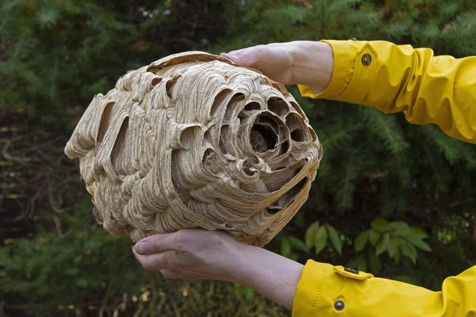 Birnenförmig und bis zu 80 Zentimeter im Durchmesser: Größenvergleich von einem Hornissennest mit einer menschlichen Hand.
