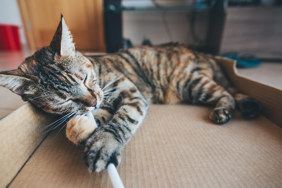 Katzen lieben Spiele, bei denen sie ihre Instinkte ausleben können.