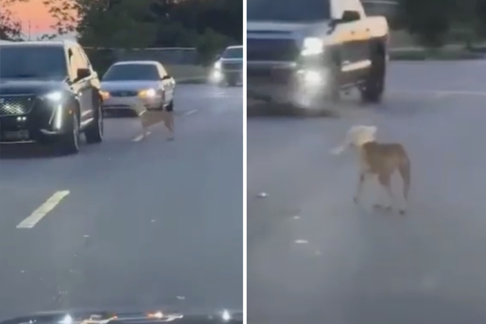 The abandoned dog looked to every car in hope of being rescued.
