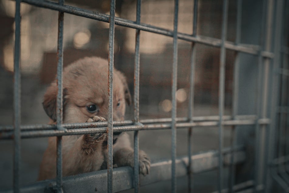 Um das Problem der Straßenhunde einzudämmen, lässt Rumänien massenhaft Tiere einfangen, einsperren und alle töten, die nicht innerhalb von 14 Tagen adoptiert werden.