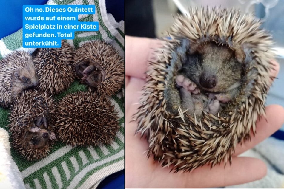 Die fünf kleinen Igel sind ohne Mutter und total unterkühlt in einer Kiste auf einem Spielplatz gefunden worden. (Fotomontage)