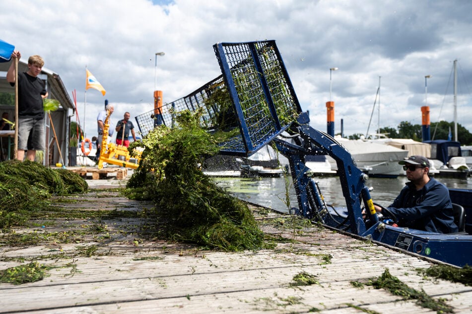 In Wiesbaden am Schiersteiner Hafen wächst die Wasserpest aktuell extrem schnell und muss unbedingt aus dem Hafenbecken entfernt werden.