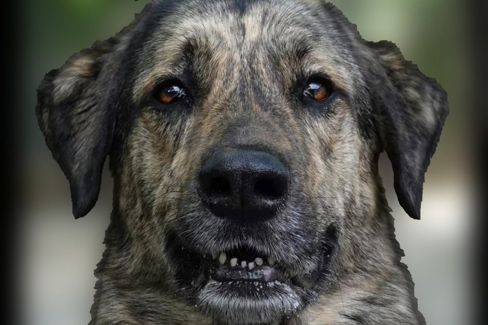 Seitens des Tierheims beteuert man: Marck ist kein von Grund auf böser Kerl.