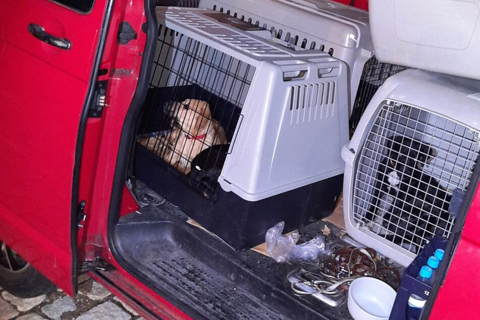 Illegaler Welpen-Transport gestoppt: Deutsche bestellten sich Hunde aus dem Ausland