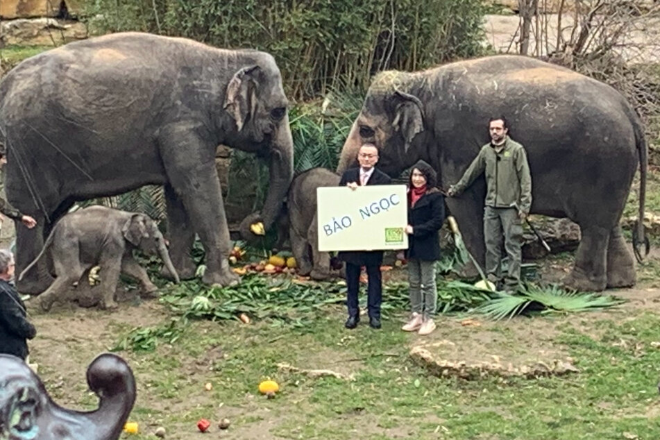 Während die Elefanten im Hintergrund noch in Position gingen, enthüllten Vietnams Botschafter Vu Quang Minh und seine Frau Nguyen Minh schon mal den Namen des Leipziger Eli-Mädchens: Bao Ngoc, zu Deutsch "kostbares Juwel".