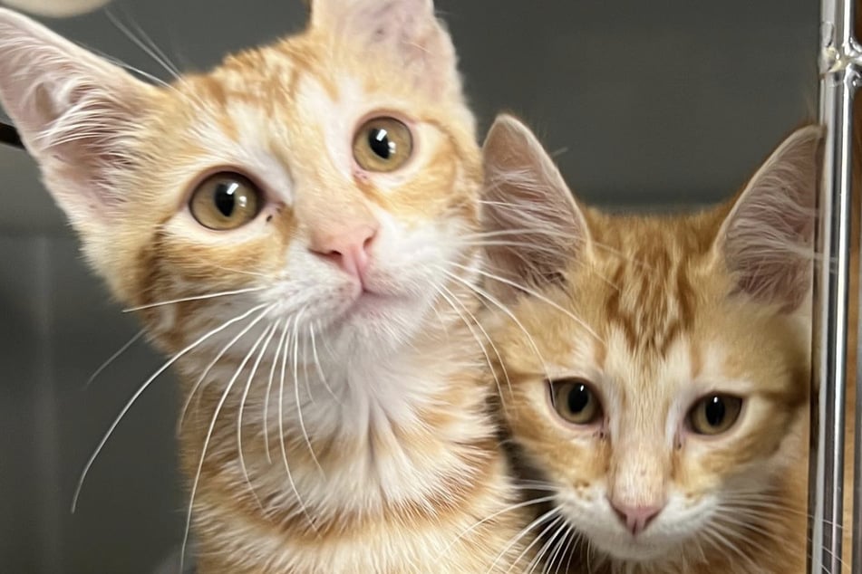 Aus einem Trio wurde ein Duo: Ausgesetzte Katzen müssen Schicksalsschlag verkraften