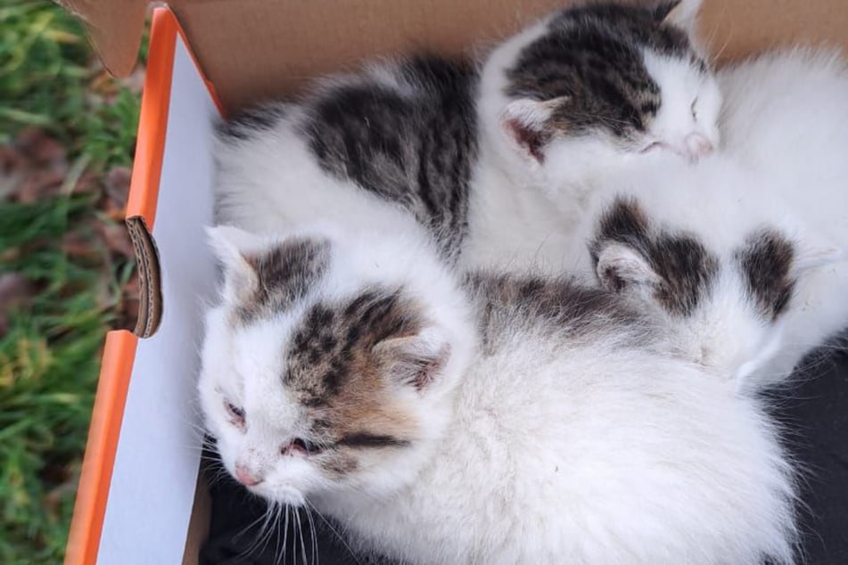 V krabici na boty vystaveno: Dvě ze tří koťátek zemřely