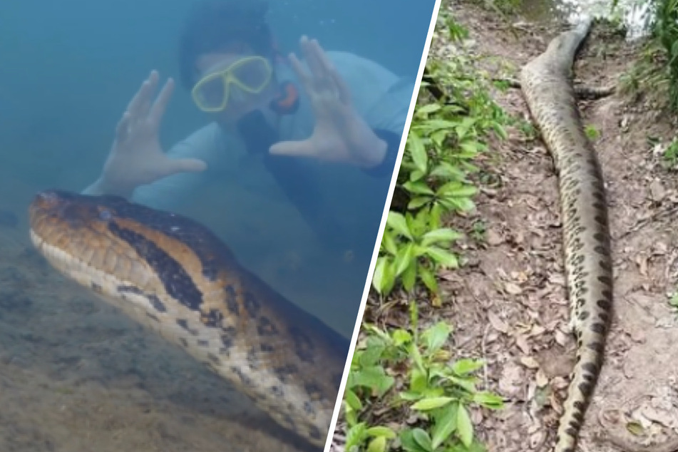 Giant anaconda tragically killed: "The blow to biodiversity is enormous"
