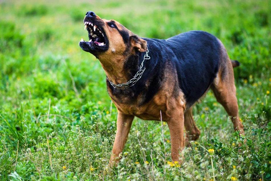 Eltern "passten nicht auf": Einen Monat altes Baby vom Familienhund zerfleischt