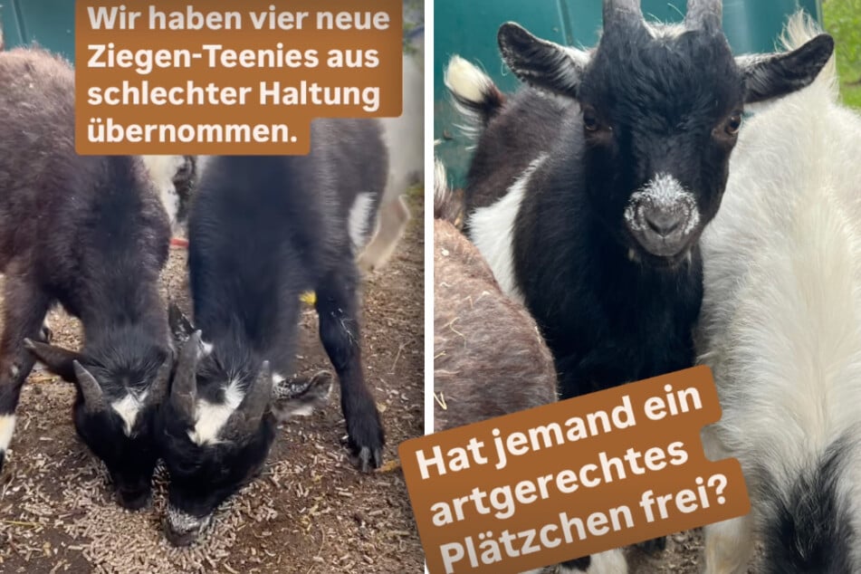 Das Bergheimer Tierheim sucht Ziegenfreunde, die wissen, wie man die Tiere glücklich macht.