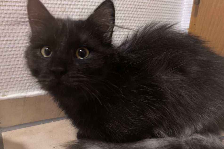 Der kleine Kerl ist aber ein Kämpfer und wird hoffentlich auch diese Rückschläge wieder wegstecken.