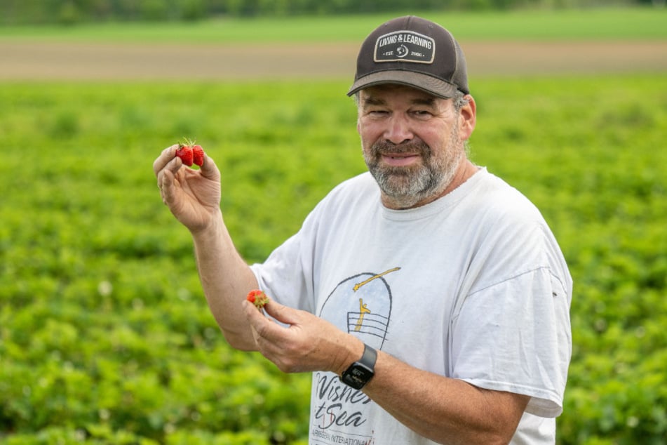 Harald Funck (60) zeigt die begehrten Erdbeeren.