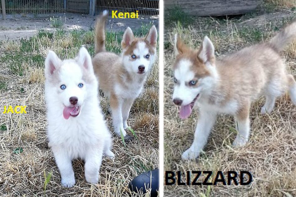 Auch Jack (l.), Kenai (M.) und Blizzard suchen ein neues Zuhause.
