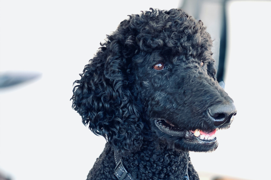 Poodles are fluffy dudes with big personalities, but are great with kids.