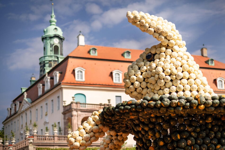 Kürbisfestival in Sachsen: Neue Gemüse-Attraktionen am Schloss Lichtenwalde