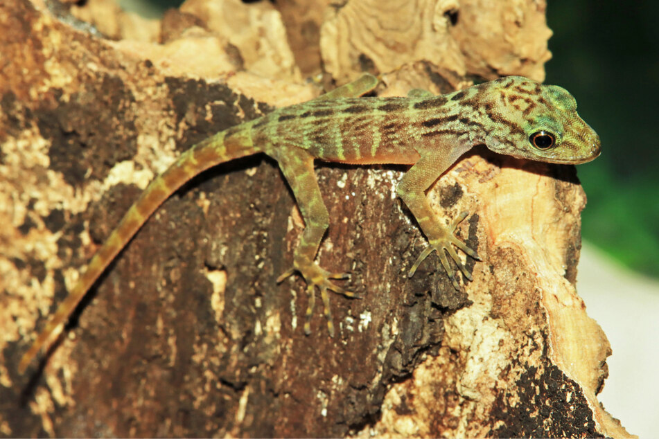 Extrem seltener Gecko-Nachwuchs: Zoo Münster feiert riesigen Erfolg