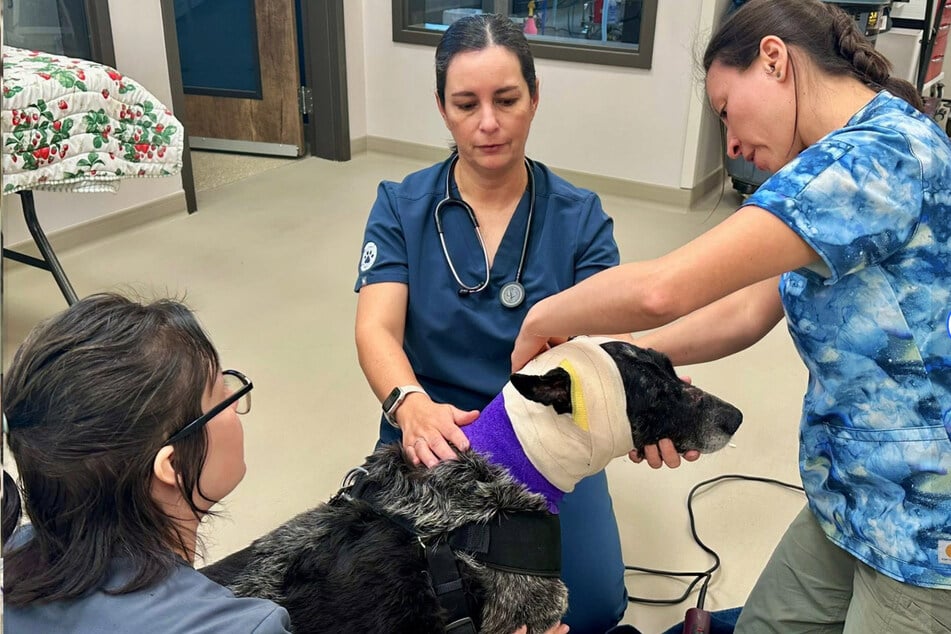 Alle zwei Tage muss die Fellnase nun in die Tierpraxis, um ihre Wunden abchecken und säubern zu lassen.