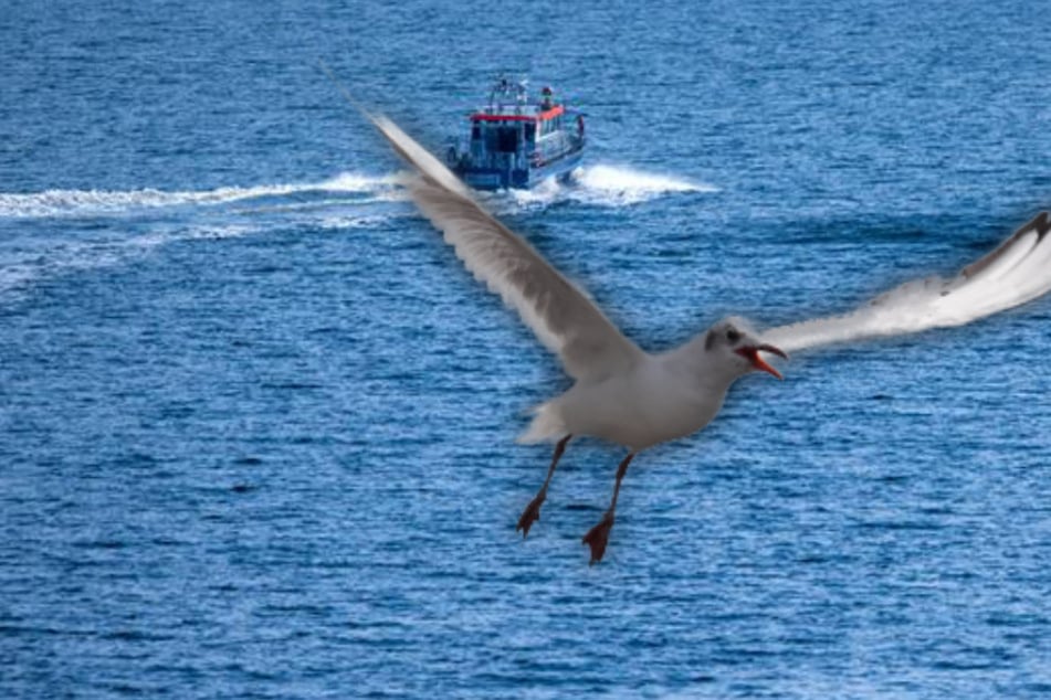 Hund jagt Möwe bis ins Meer: Frau springt in Ostsee und muss gerettet werden