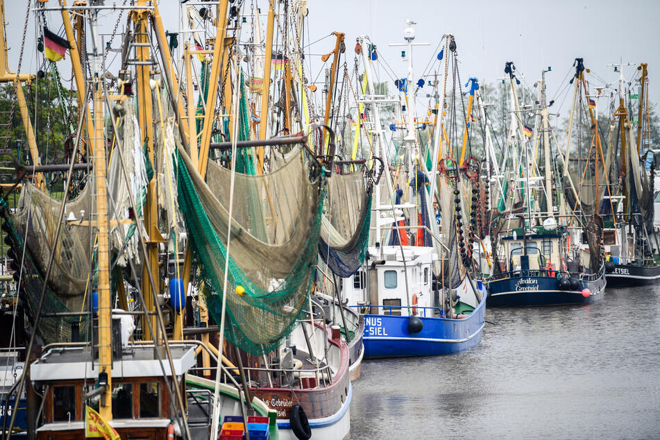 Weniger Krabben, Hering und Dorsch? Fischerei in großer Krise