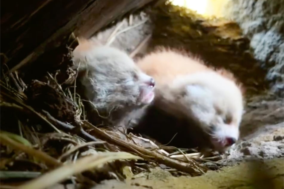 Flausch-Alarm im Leipziger Zoo: Zwei Rote-Panda-Babys, die noch gar nicht rot sind, sind vor wenigen Wochen auf die Welt gekommen.