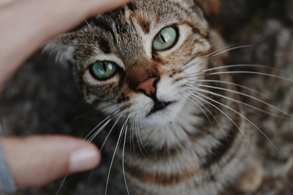 Die Schnurrhaare einer Katze sind sehr empfindlich, weshalb Besitzer beim Streicheln der Katze vorsichtig sein sollten.