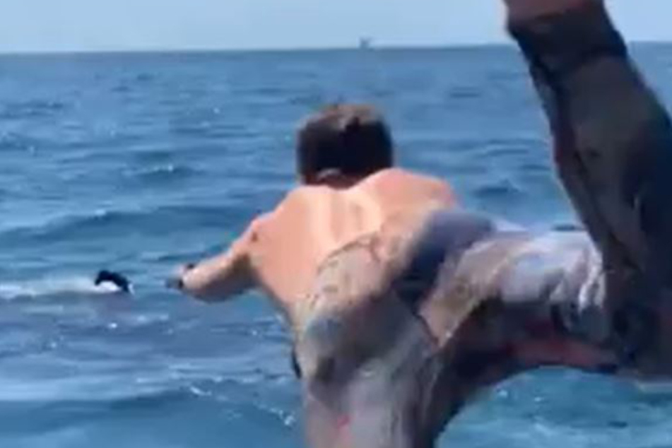 A man jumps off a boat to swim with a shark.