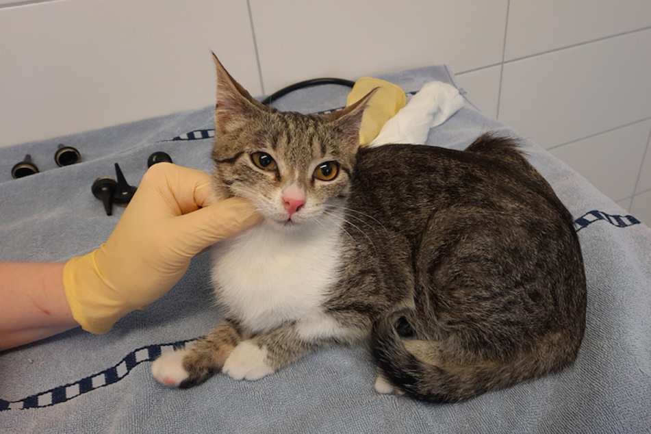 Katze Princess wird beim Tierarzt erstmal richtig durchgecheckt.
