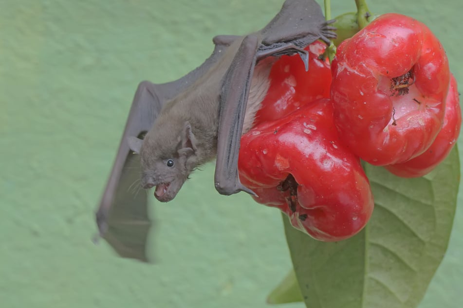 Fledermäuse können Obst kontaminieren, wodurch das Virus schließlich auf den Menschen übertragen werden kann. (Symbolfoto)