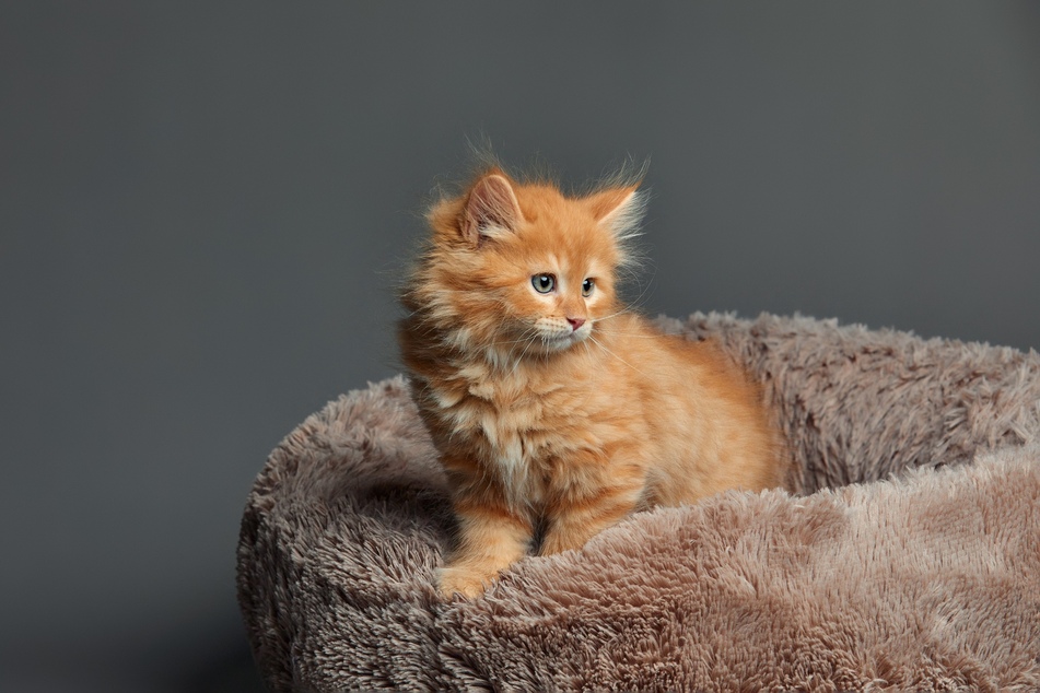 In einem Katzenkörbchen aus wärmendem Plüsch fühlen sich Katzen besonders sicher.