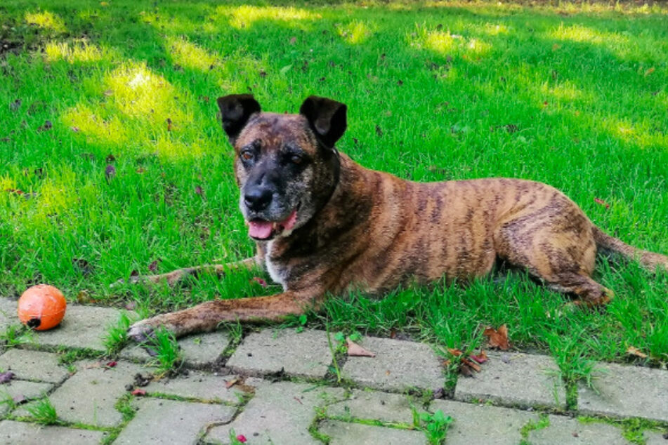 Bardino-Mischlingshündin Daisy.