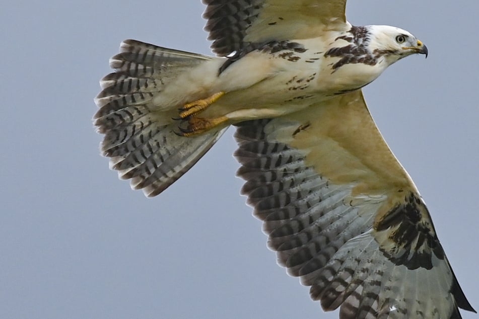 Tiefschlag überlebt: Bussard kracht in Auto und verfängt sich