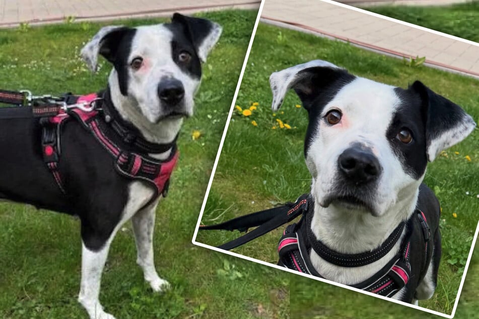 Hündin Nele aus dem Tierheim Bergheim hat viel durchgemacht. Jetzt hofft sie auf ein liebevolles Zuhause und einen Neustart ins Leben.