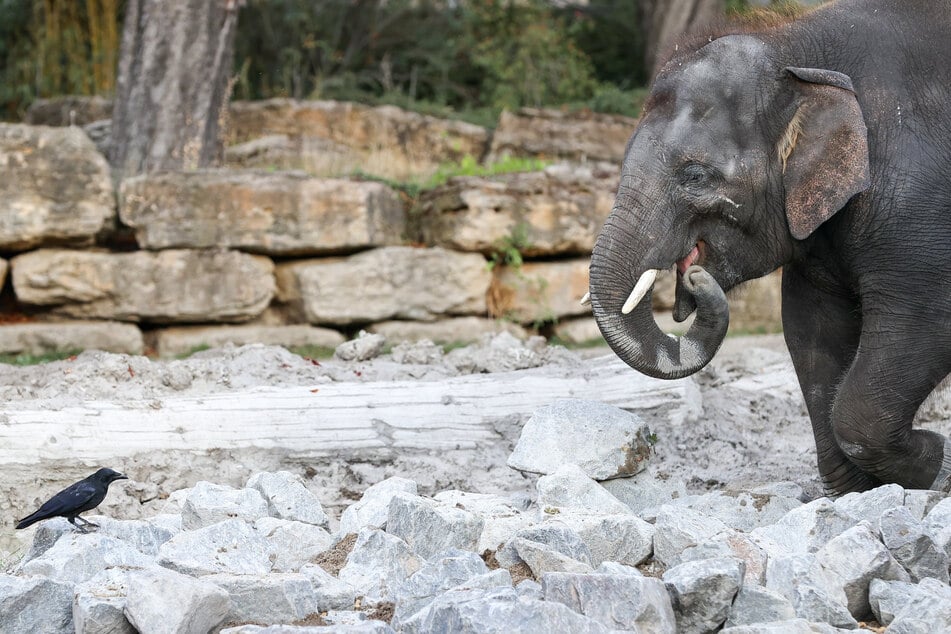 Leipzigs Elefant Edgar ist gerade in der Pubertät - und offenbar sehr verspielt. (Archivbild)