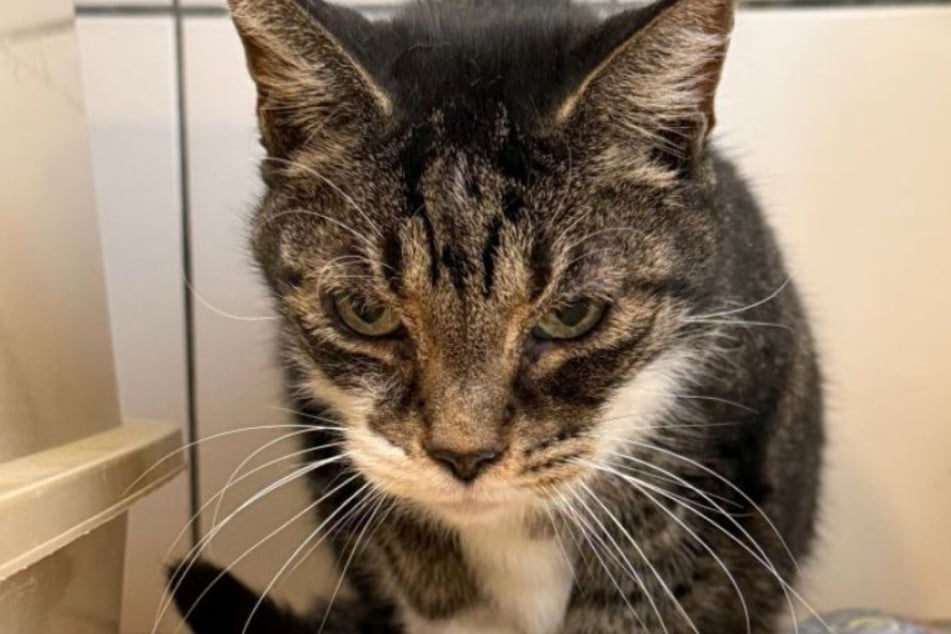 Le chat Philipp est très joueur et recherche, en compagnie de son copain Kitty, un foyer aimant.