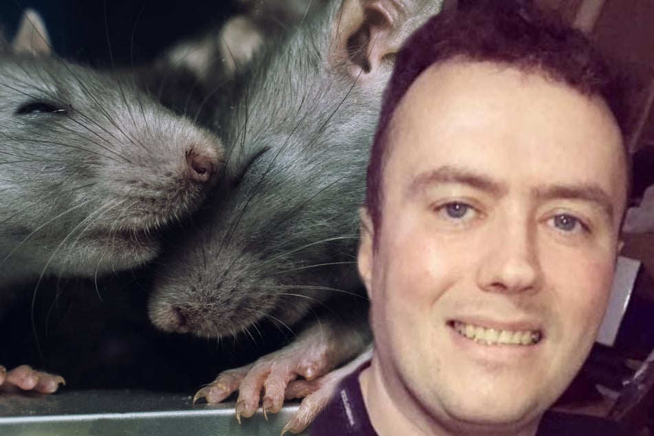 Horror in der Nacht: Ratten breiten sich in Haus aus, laufen über Kopf von Mann herum