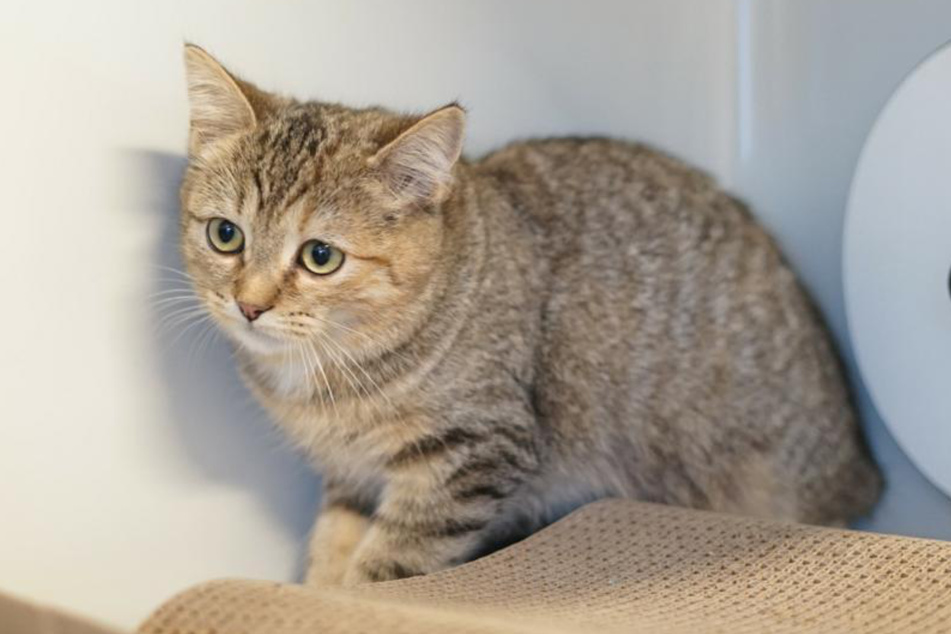 Katze Lisbeth aus dem Hamburger Tierheim sucht nach einem Zuhause.