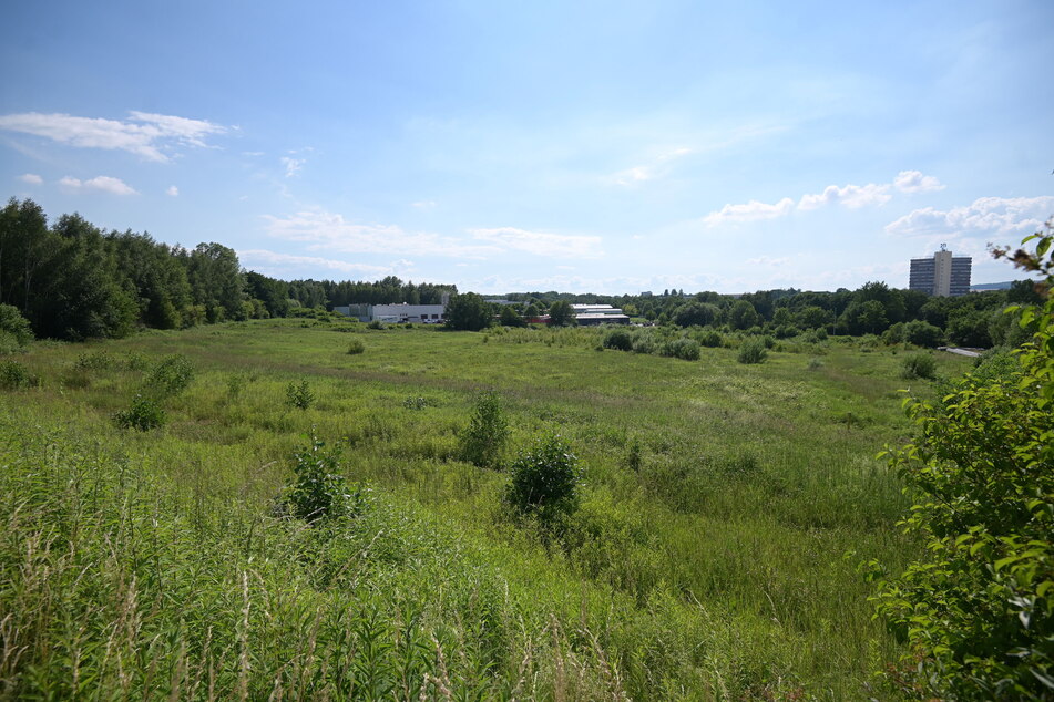 Auf dieser Grünfläche an der Mauersberger Straße soll das Holzheizkraftwerk entstehen.