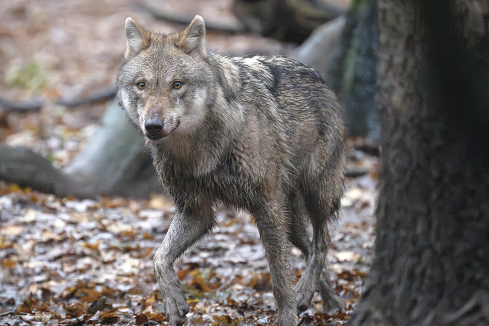 Bei vielen Leuten löst der Wolf Angst aus, weil er mit einem "kulturellen Rucksack" ausgestattet worden ist.
