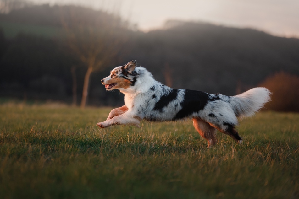 Der gesunde Hund braucht entsprechendes Hundefutter. Hundenahrung aus besten Zutaten, individuell zusammengestellt, kannst Du bei tails.com testen.